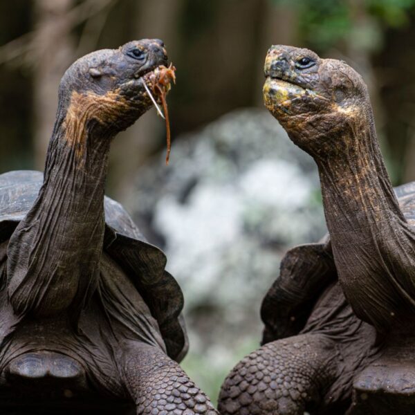 Tortoise old animals